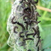 Small tortoiseshell caterpllars by steveandkerry