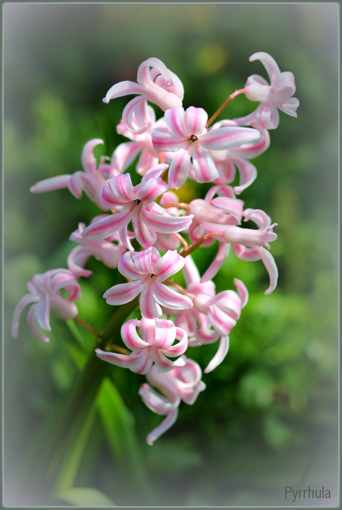 Hyacinth by pyrrhula