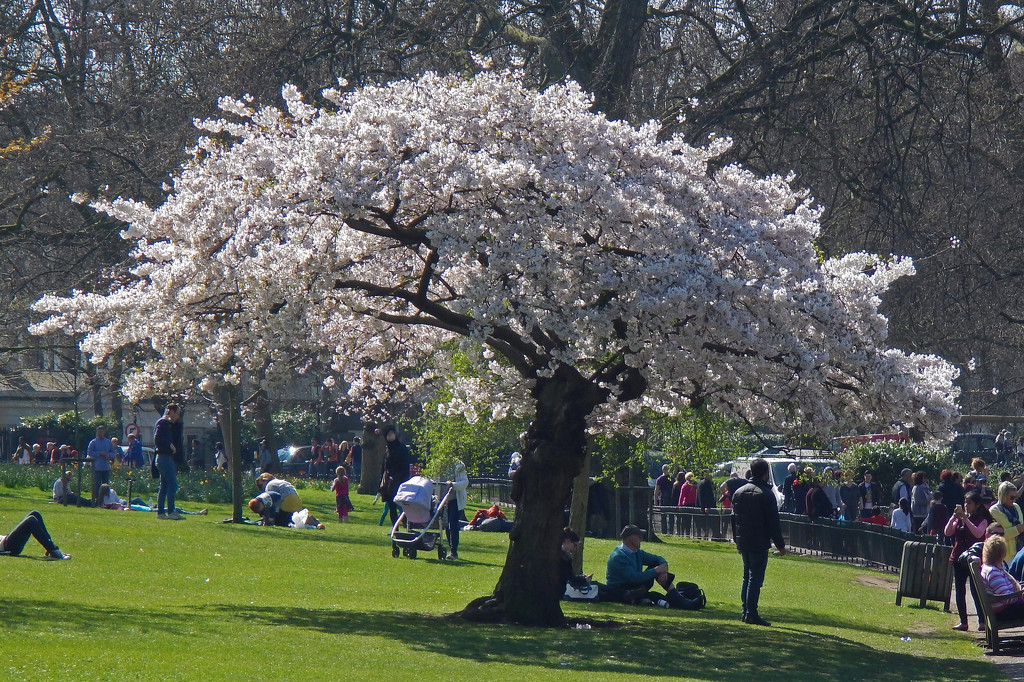 Almond blossom  by philbacon
