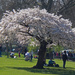 Almond blossom  by philbacon