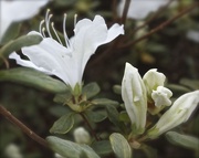 18th Apr 2015 - White Azalea