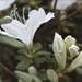 White Azalea by randystreat