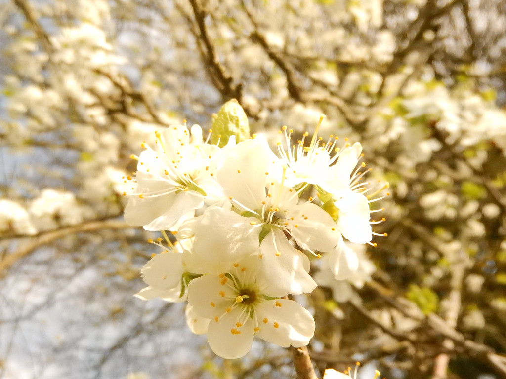 Damson blossom.... by snowy