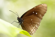 18th Apr 2015 - Butterfly