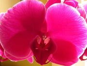 18th Apr 2015 - Orchid  
