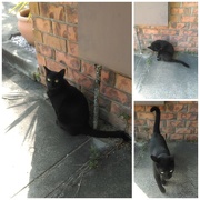 19th Apr 2015 - My Neighbour's Cat - Well, One of Them...