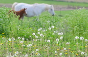 18th Apr 2015 - Beyond the Dandelions