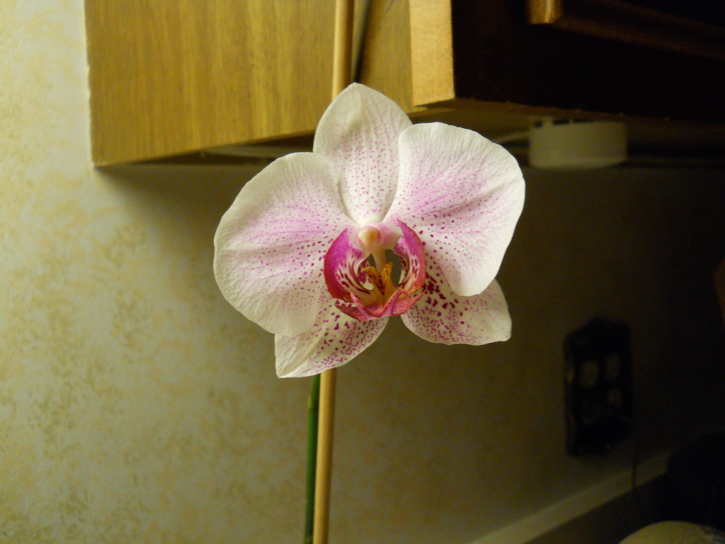 One of my dad's orchids by kchuk