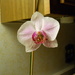 One of my dad's orchids by kchuk