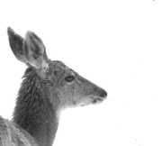 17th Apr 2015 - Oh Deer