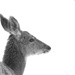 Oh Deer by dmdfday