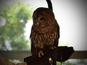 18th Apr 2015 - Rescue Owl