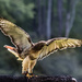Backlit Red-Tailed Hawk  by darylo