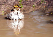 18th Apr 2015 - Puddle Bath