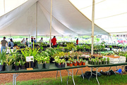 18th Apr 2015 - Botanical Garden Plant Sale