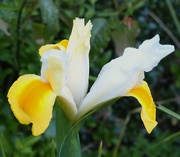 18th Apr 2015 - Iris flower.....