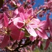 Crab Apple Blossoms by harbie