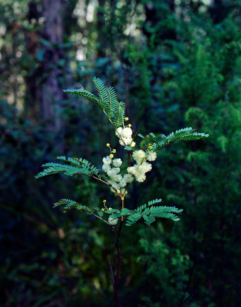 First wattle by peterdegraaff