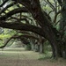 Live oaks, Dixie Plantation, Charleston County, SC by congaree
