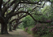 19th Apr 2015 - Live oaks and azaleas, Dixie Plantation, Charleston County, SC