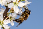 17th Apr 2015 - Hover fly busy on blackthorn blossom 