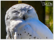 19th Apr 2015 - Snowy Owl