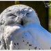 Snowy Owl by carolmw