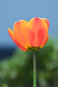 19th Apr 2015 - tulip in the sunlight