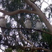 Kookaburras  by marguerita