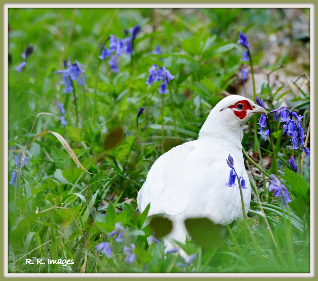 White pheasant by rosiekind