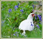 19th Apr 2015 - White pheasant