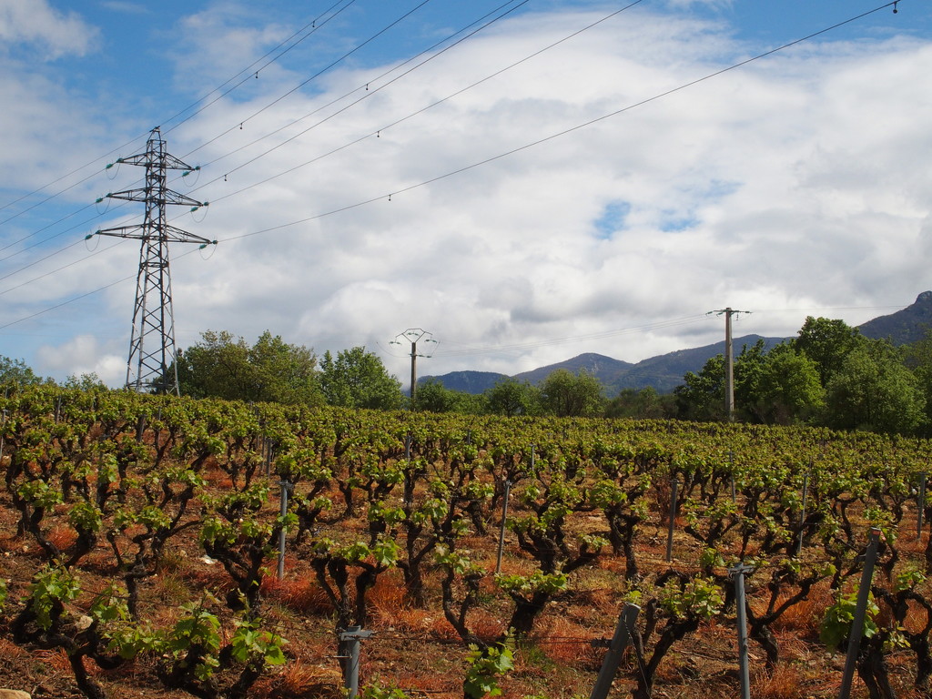 Vines at Villelongue-dels-Monts by laroque