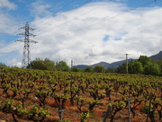 19th Apr 2015 - Vines at Villelongue-dels-Monts