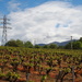 Vines at Villelongue-dels-Monts by laroque