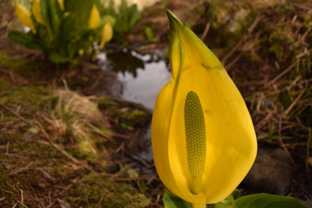 yellow skunk cabbage by christophercox