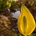 yellow skunk cabbage by christophercox