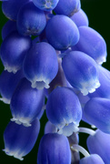 17th Apr 2015 - Grape Hyacinth