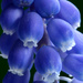 Grape Hyacinth by richardcreese