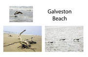 16th Apr 2015 - Galveston Beach