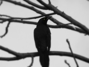 19th Apr 2015 - Blackbird, Fly