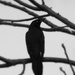 Blackbird, Fly by juliedduncan