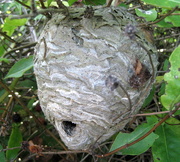 26th Aug 2014 - wasp nest