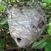 wasp nest by steveandkerry