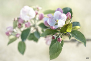 19th Apr 2015 - 2015-04-19 apple blossom