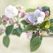2015-04-19 apple blossom by mona65