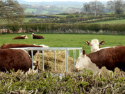 19th Apr 2015 - Hereford cattle.....