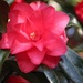 19 April 2015 Beautiful camellia by lavenderhouse