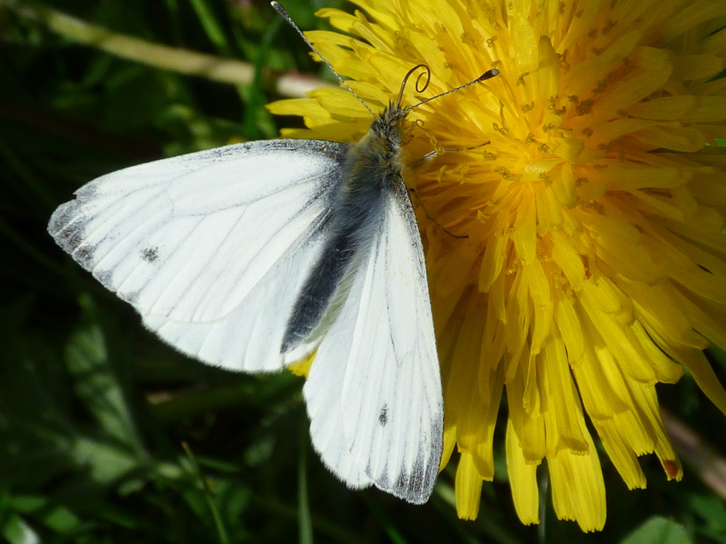 Small White butterfly  (Pieris rapae) by julienne1