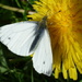 Small White butterfly  (Pieris rapae) by julienne1