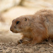 Prairie Dog by leonbuys83
